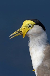 Masked Lapwing (Vanellus miles), Northern Territory, Australia