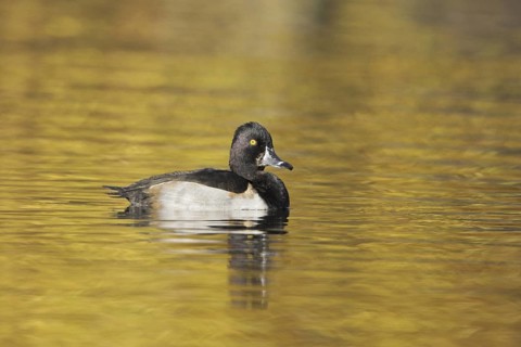 Ring-necked Duck (Aythya collaris), British Columbia, Canada