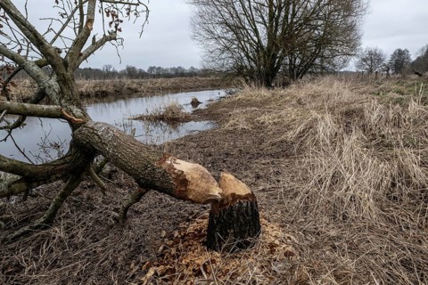 Feeding traces of beavers (Castor fieber) on willows (Salix), Lower Saxony, Germany
