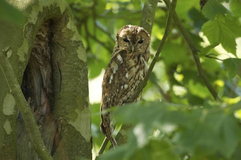 Tawny Owl (Strix aluco), Rhineland-Palatinate, Germany