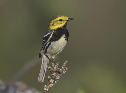 Black-throated Green Warbler (Setophaga virens) male, Michigan, USA