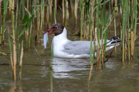 Black-headed Gull (Chroicocephalus ridibundus) eating Common bleak (Alburnus alburnus),