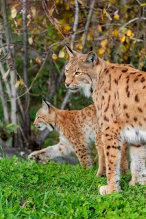 A female Eurasian lynx (Lynx lynx) stands with her kitten on a green meadow at the edge of a forest