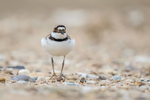 Little Ringed Plover (Charadrius dubius) male, North Rhine-Westphalia, Germany