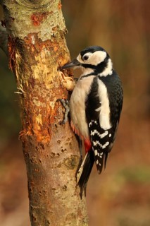 Great Spotted Woodpecker (Dendrocopos major) female, Lower Saxony, Germany