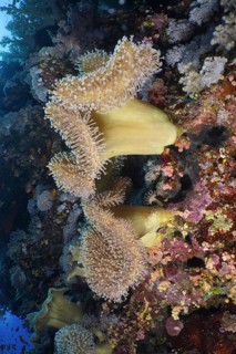Rough leather coral (Sarcophyton glaucum)