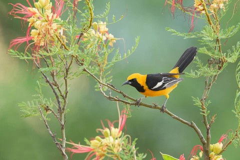 Hooded Oriole (Icterus cucullatus) male perched on a flowering branch, Arizona, USA