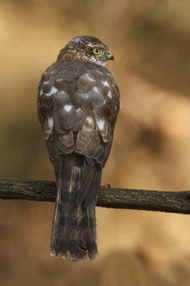 Eurasian Sparrowhawk (Accipiter nisus), Utrecht, Netherlands
