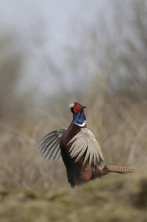 Common Pheasant (Phasianus colchicus) male, Texel, Netherlands