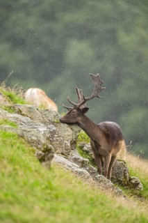 European fallow deer (Dama dama) stag on a meadow, tirol, Kitzbühel, Wildpark Aurach, Austria