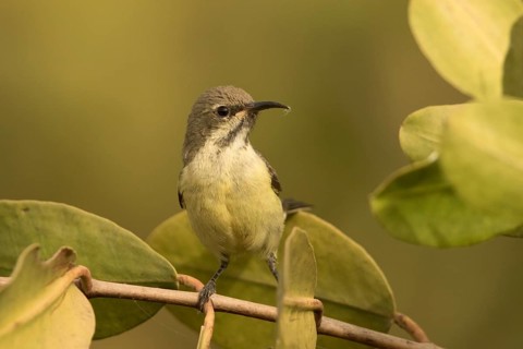 Beautiful Sunbird (Cinnyris pulchellus) female, Gambia