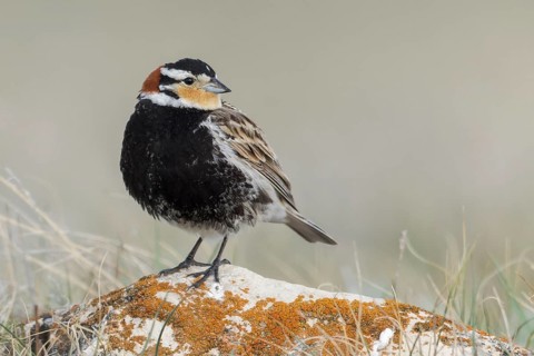 Chestnut-collared Longspur (Calcarius ornatus) perched on a branch in Alberta, Canada