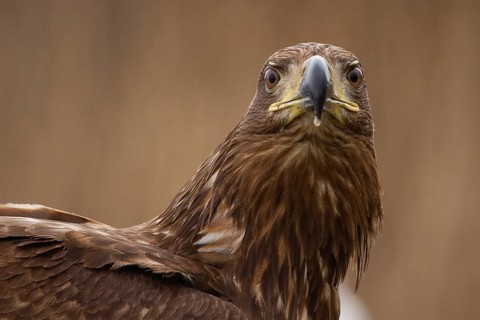 White-tailed Eagle (Haliaeetus albicilla) young, Pusztaszer, Hungary
