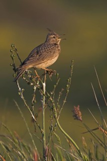 Crested Lark (Galerida cristata) singing, Lesvos, Greece