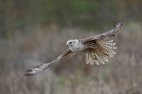 Sakerfalke, Wuergfalke, lat. Falco cherrug, im Flug über einer Brachfläche