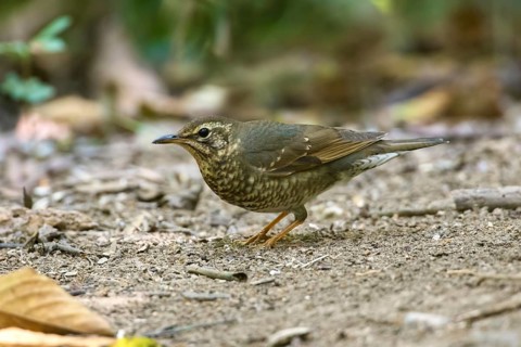 Siberian Thrush (Geokichla sibirica) female perched on a the ground, Di Linh, Vietnam