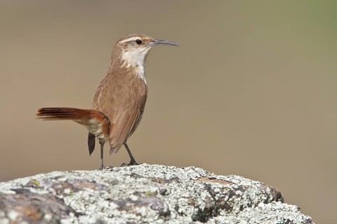 Rock Earthcreeper (Upucerthia andaecola) perched on a rock in Bolivia, South America