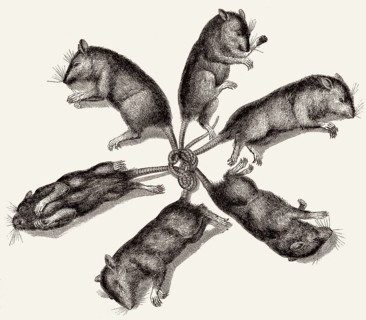 Sechs Ratten sind an den Schwänzen verbunden, Illustration, 19. Jahrhundert
