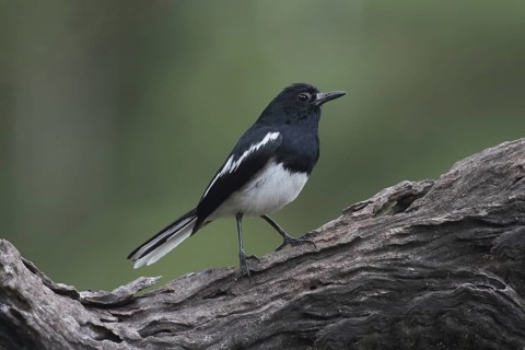 Oriental Magpie-Robin (Copsychus saularis) male, Selangor, Malaysia