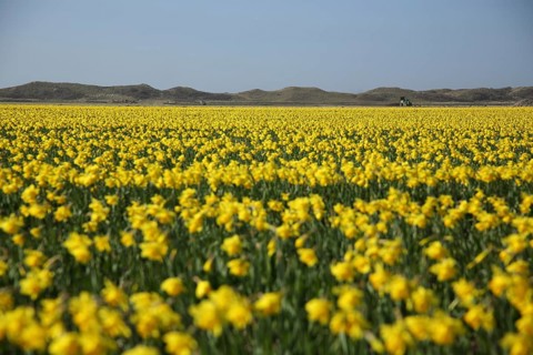 Yellow flower field with Easter bells and dune landscape, ornamental horticulture, plant breeding,