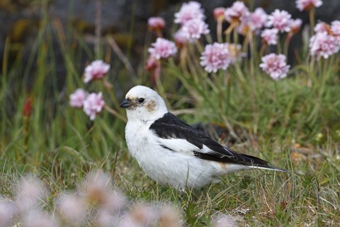Snow Bunting (Plectrophenax nivalis) male, Iceland