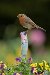 European robin (Erithacus rubecula) adult garden bird on a trowl handle in a plant pot with pansy