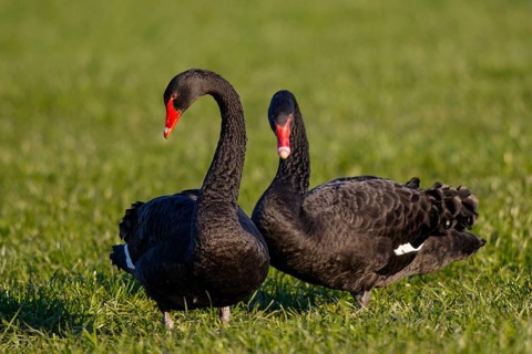 Black Swan (Cygnus atratus) pair, North Rhine-Westphalia, Germany