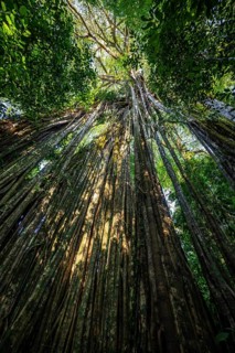 Hanging roots of a giant strangler fig (Ficus americana), looking upwards, in the rainforest,