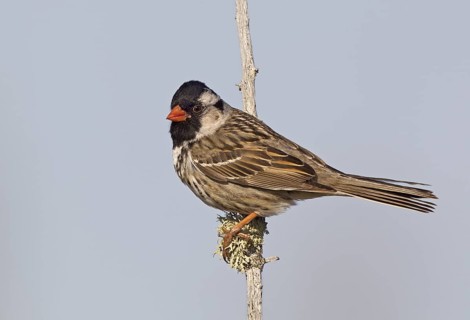 Canada, Manitoba, June, breeding male