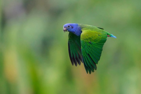 Blue-headed Parrot (Pionus menstruus) flying in Manu National Park, Peru