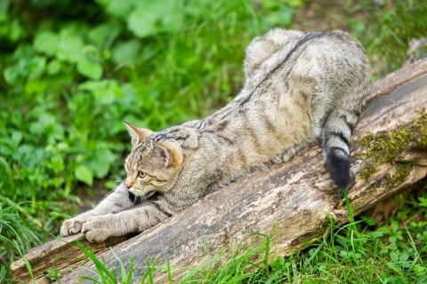 European wildcat (Felis silvestris silvestris) claw sharpening on an old tree trunk, Hesse, Germany