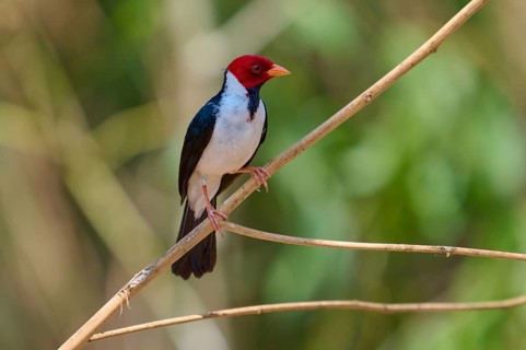 Small bird with red head on a branch, natural background, black-throated cardinal (Paroaria