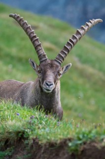 Alpine Ibex (Capra ibex) male portrait, High Tauern, Carinthia, Austria