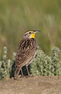 Western Meadowlark (Sturnella neglecta), Montana, USA