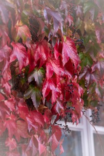 Wild Vine (Parthenocissus quinquefolia) with fruit is growing downwards, in the lower right edge of