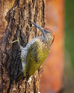 European Green Woodpecker (Picus viridis) juvenile, Saxony-Anhalt, Germany