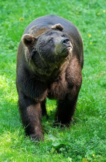 Brown bear (Ursus arctos) stands on a forest meadow and looks attentively, Germany