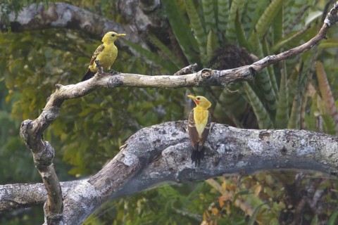 Cream-colored Woodpecker (Celeus flavus) perched on a branch in Ecuador, South America