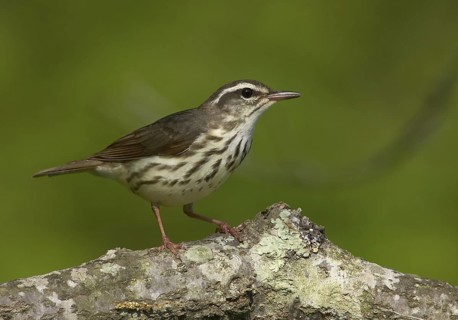 Louisiana Waterthrush (Parkesia motacilla), Ohio, USA