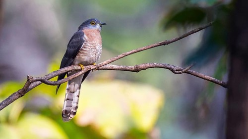 Common Hawk-Cuckoo (Hierococcyx varius), Pench National Park, India