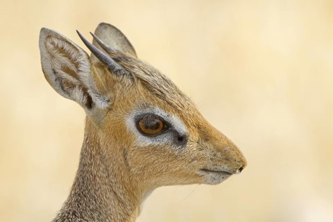 Kirk-Dikdik, Zwergrüssel, Damara-Dikdik, Kirk's Dik-Dik, Madoqua kirkii