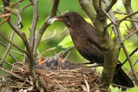 Common Blackbird (Turdus merula) female removes faeces of young birds from the nest, Lower Saxony,