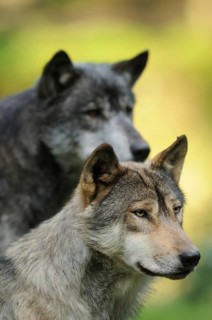Two wolves, one in the foreground, the other in the background, in the green, attentive, Timberwolf