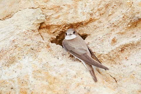Sand martin (Riparia riparia) at the breeding tube, Schleswig-Holstein, Germany