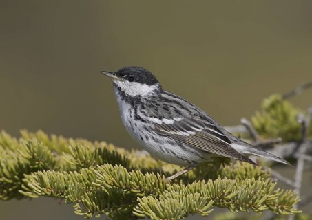 Blackpoll Warbler (Setophaga striata) male, Manitoba, Canada