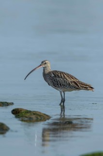 Eurasian Curlew (Numenius arquata) foraging, Mecklenburg-Western Pomerania, Germany