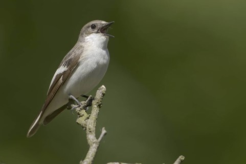 European Pied Flycatcher (Ficedula hypoleuca) female singing, Brandenburg, Germany