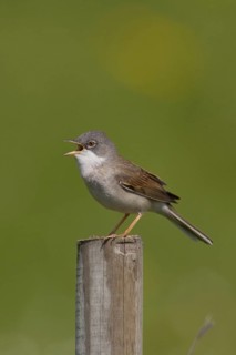 Common Whitethroat (Sylvia communis) singing, Lower Saxony, Germany
