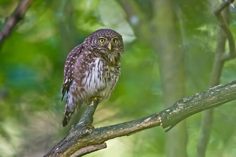 Eurasian Pygmy Owl (Glaucidium passerinum) female perched on a branch, Bavaria, Germany