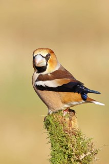 Hawfinch (Coccothraustes coccothraustes), sitting on a tree root covered with moss, Wilnsdorf,
